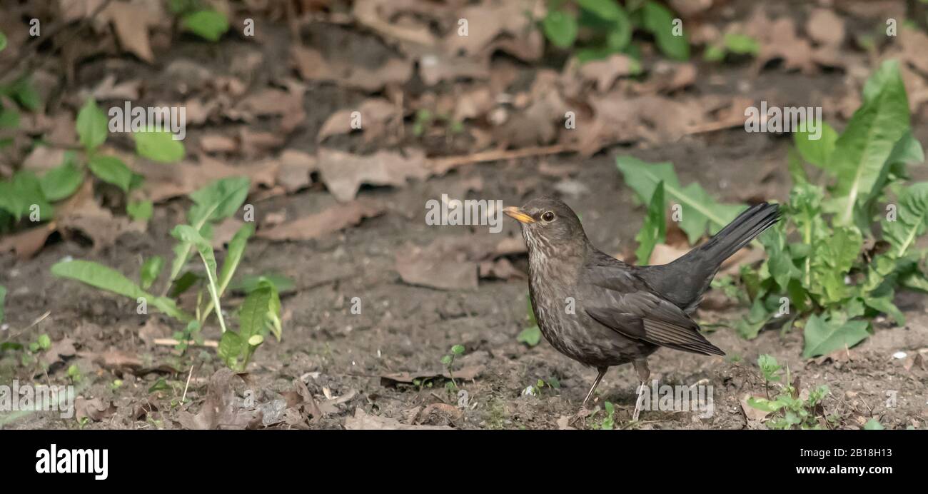 Bird perched on ground in the forest Stock Photo