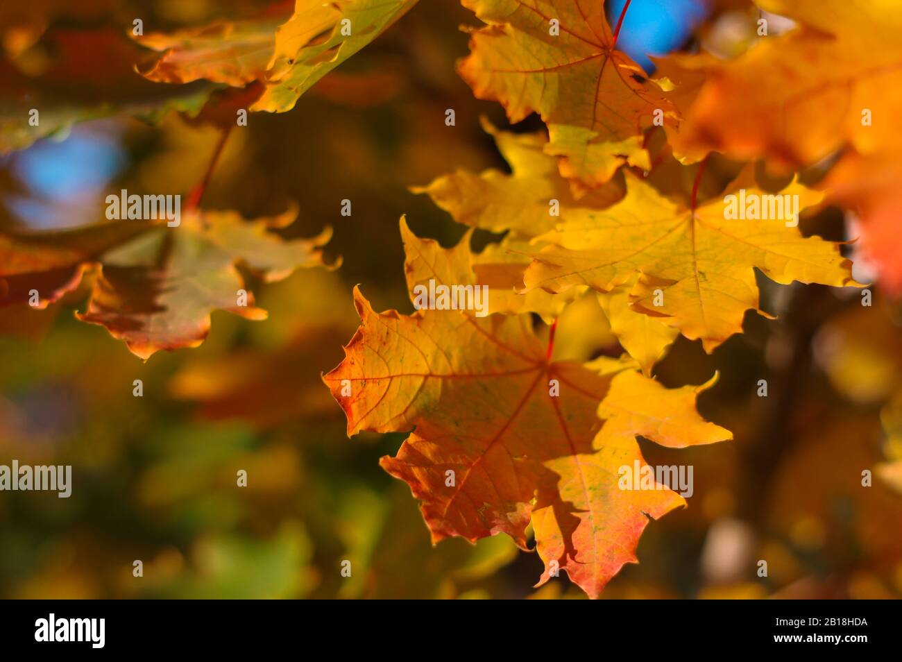 Autumn maple leaves with background blur Stock Photo - Alamy