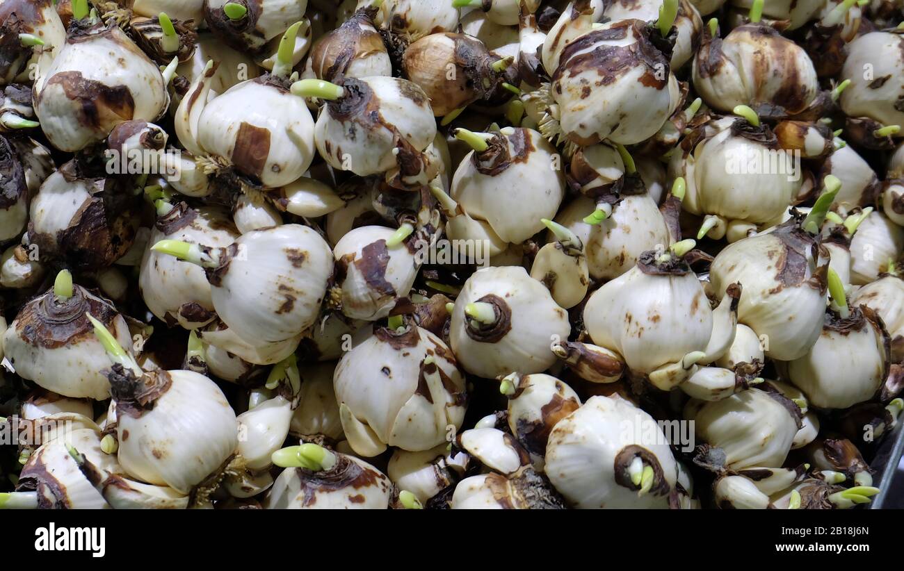 Narcissus daffodils bulbs sprouting hi-res stock photography and images -  Alamy