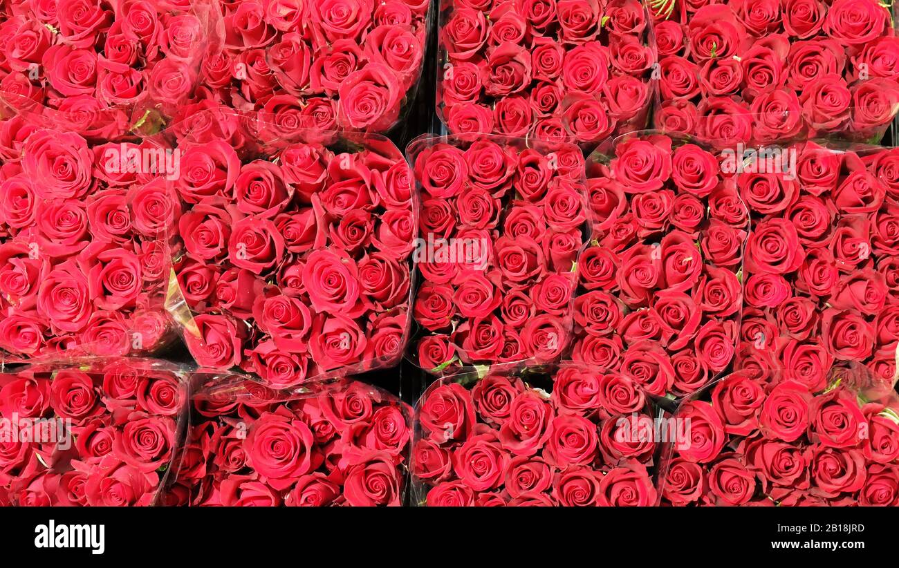Top view of red roses divided into bouquets. Stock Photo