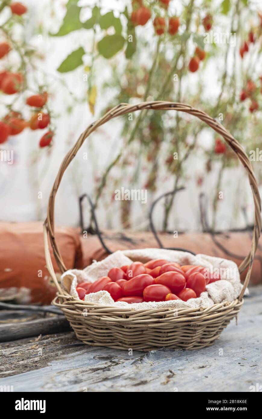 fresh ripe tomatoes with wooden basket in garden Stock Photo - Alamy