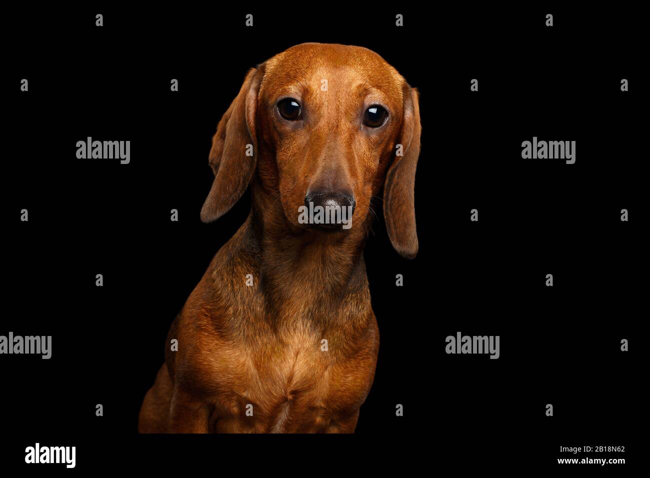 Portrait of Smooth haired Brown Dachshund Dog Curious Stare in Camera Isolated on Black Background, Front view Stock Photo