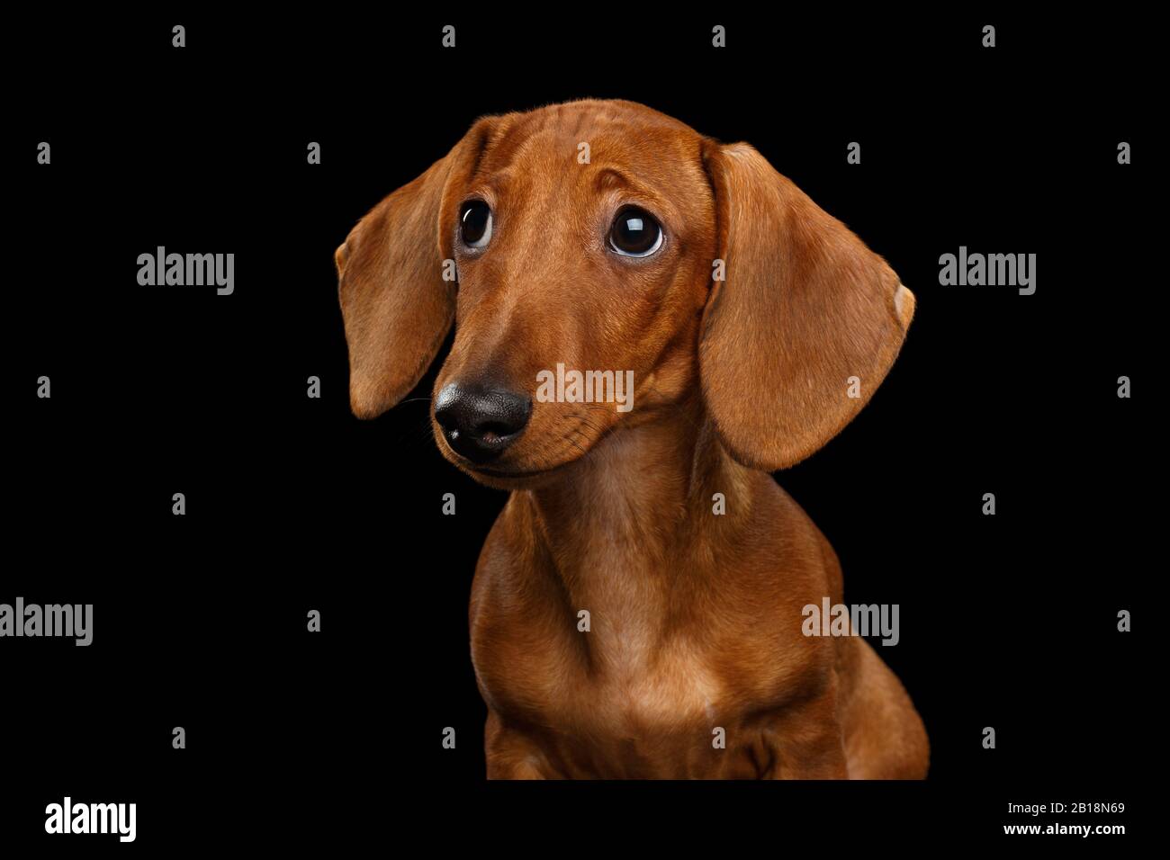 Cute Portrait of Smooth Haired Brown Dachshund Dog Sad Looking up Isolated on Black Background Stock Photo