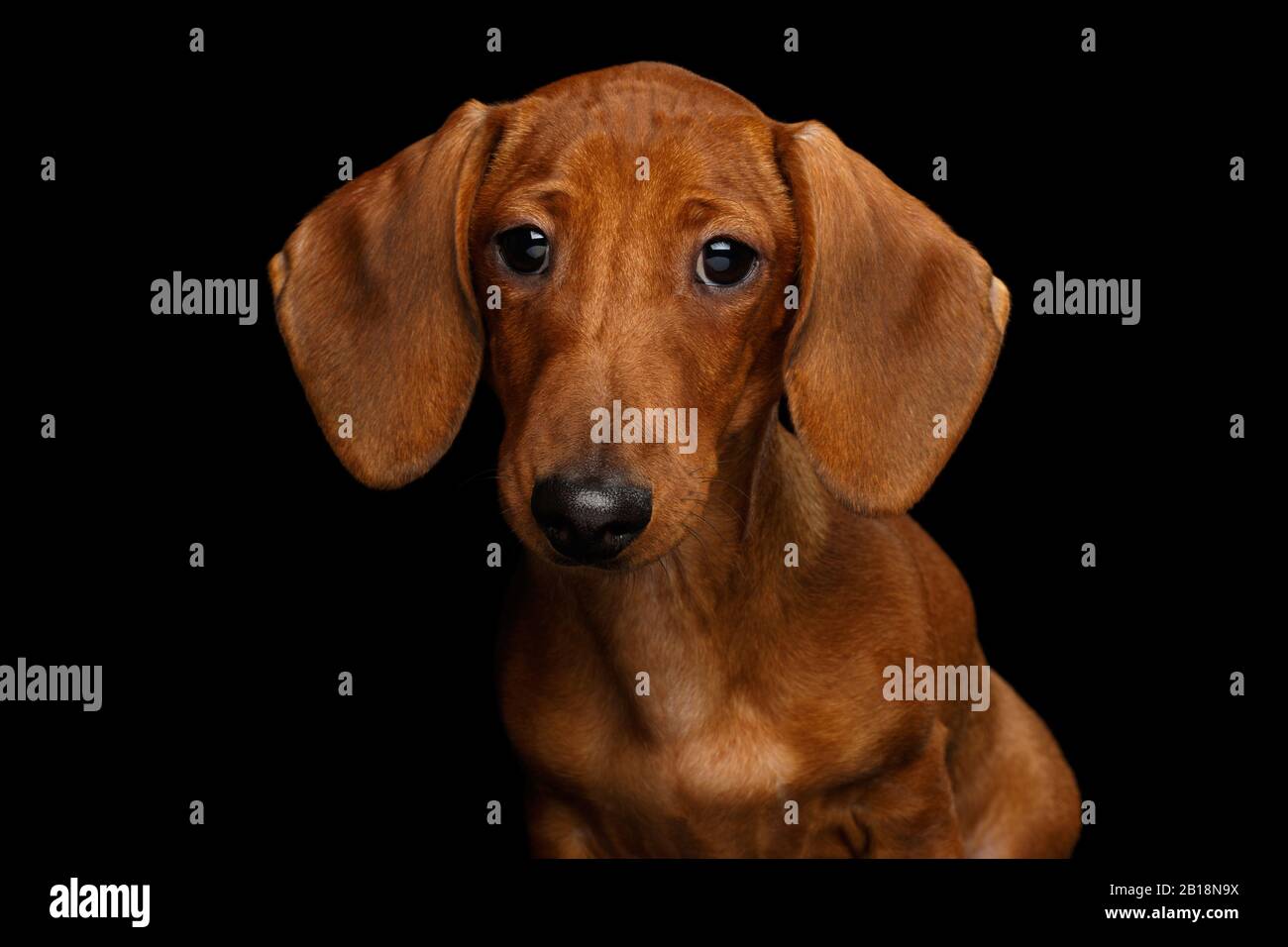 Cute Portrait of Smooth Haired Brown Dachshund Dog Curious Stare in Camera Isolated on Black Background Stock Photo