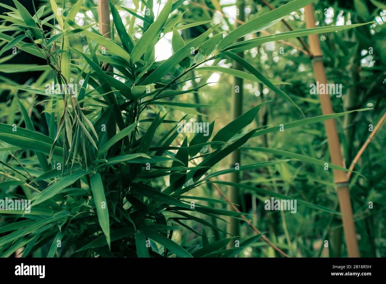 Bamboo plant outdoors during summer Stock Photo Alamy