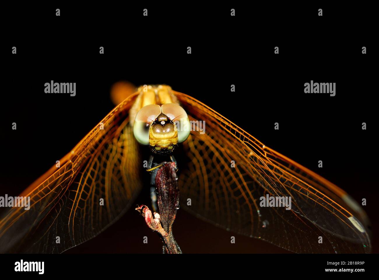 Dragonfly close up on black background Stock Photo - Alamy