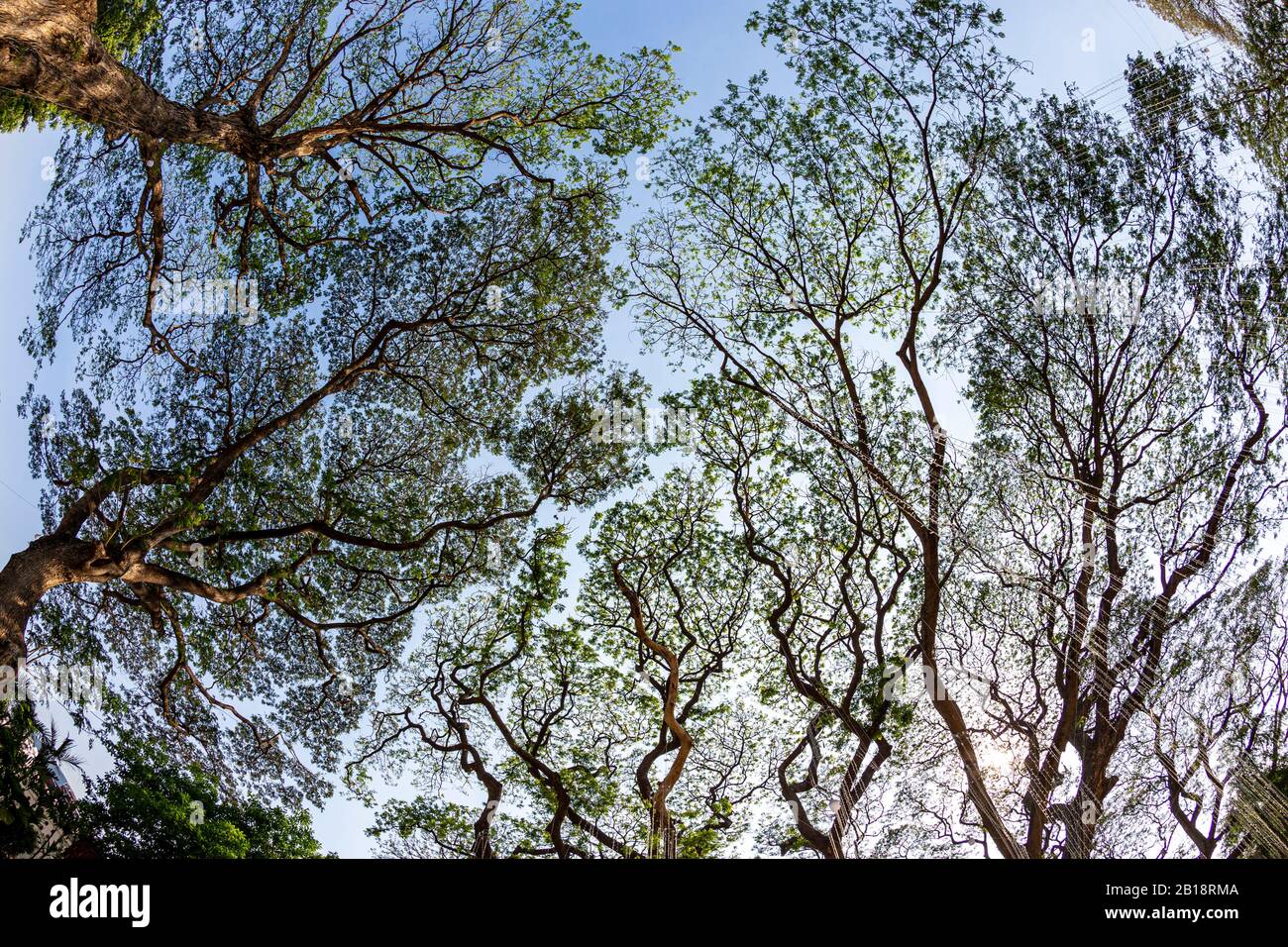 Monkeypod tree hires stock photography and images Alamy