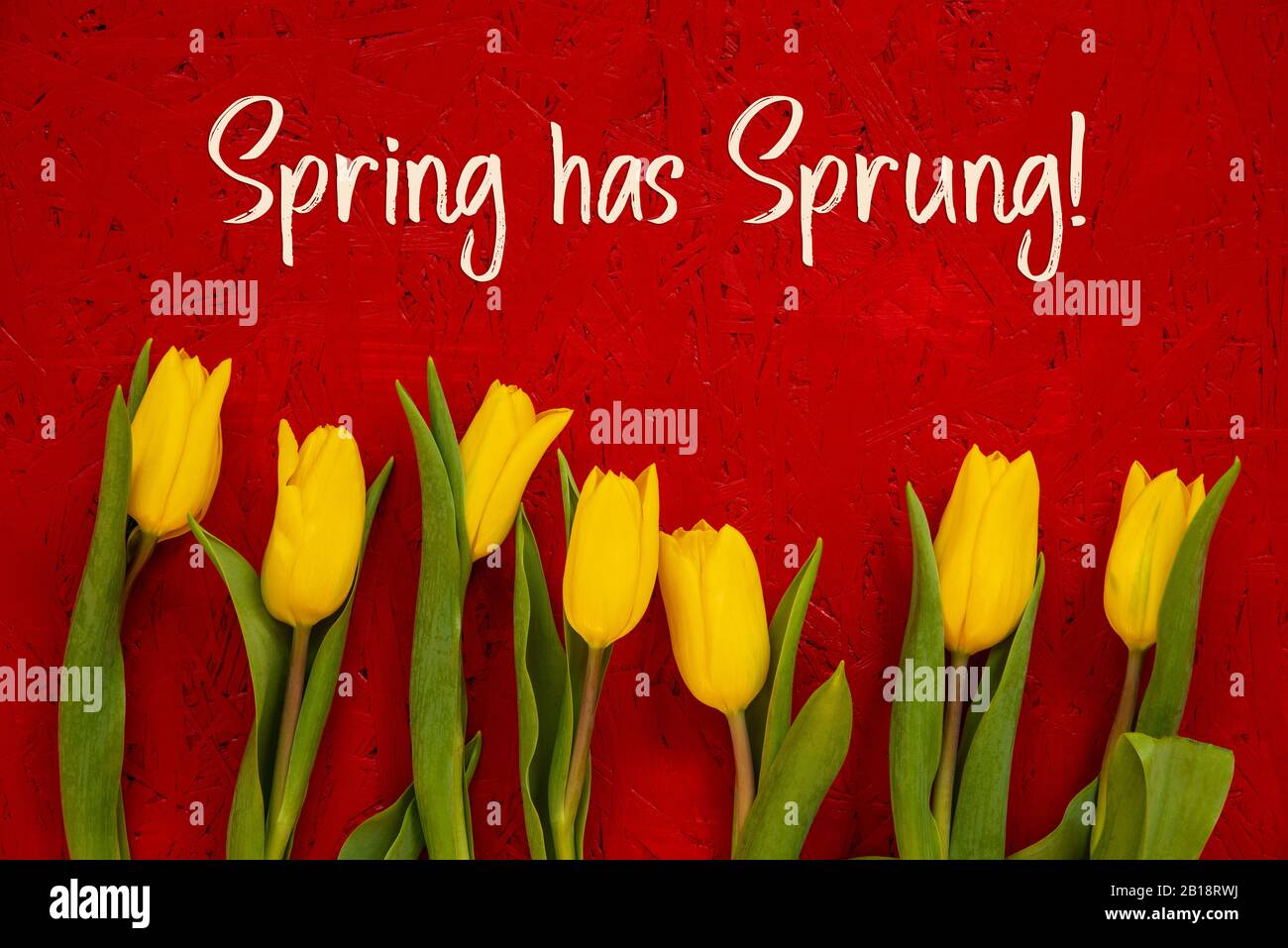 Yellow Tulip Flowers, Red Background, Text Spring Has Sprung Stock Photo
