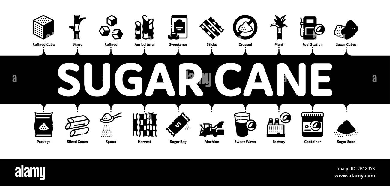 Sugar Cane Minimal Infographic Banner Vector Stock Vector