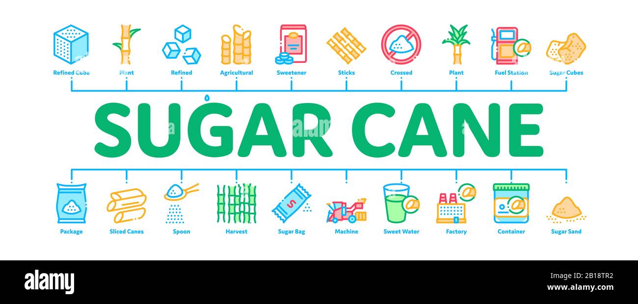 Sugar Cane Minimal Infographic Banner Vector Stock Vector