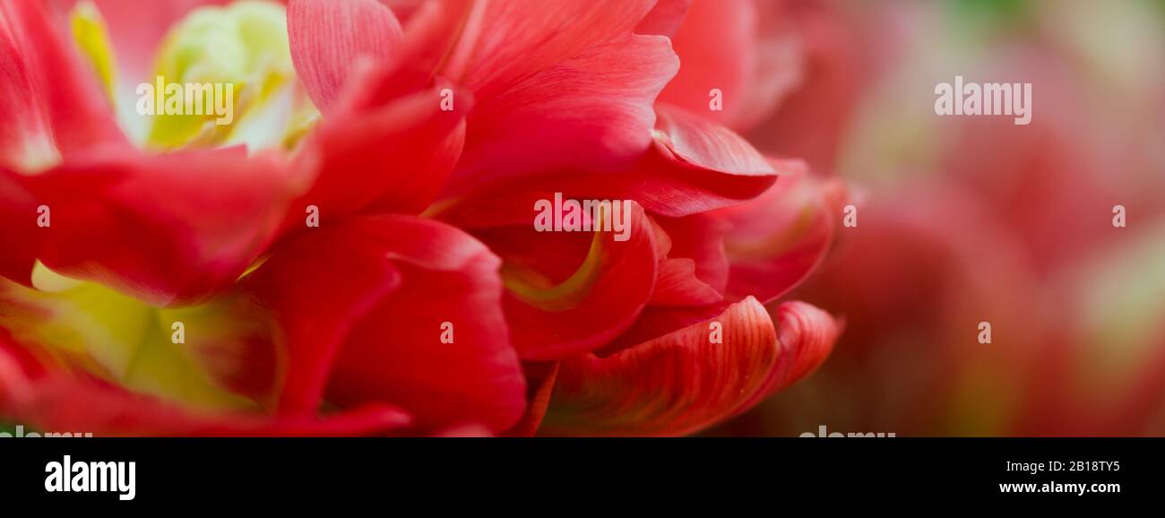 Closeup peony macro, delicate floral banner background. Stock Photo