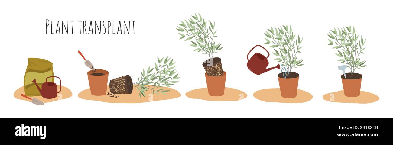 Vector flat images of indoor plants in pots at different stages of transplantation. Transplant method. Isolated objects on white Stock Vector