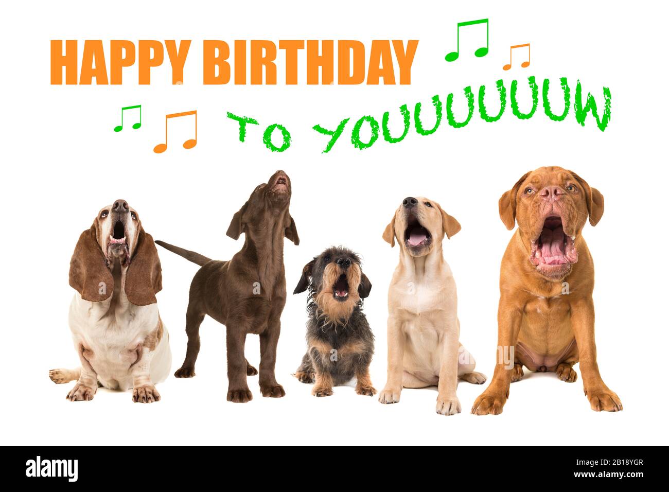 Group of dogs with various breeds looking up singing on a white background with the text Happy Birthday to you Stock Photo