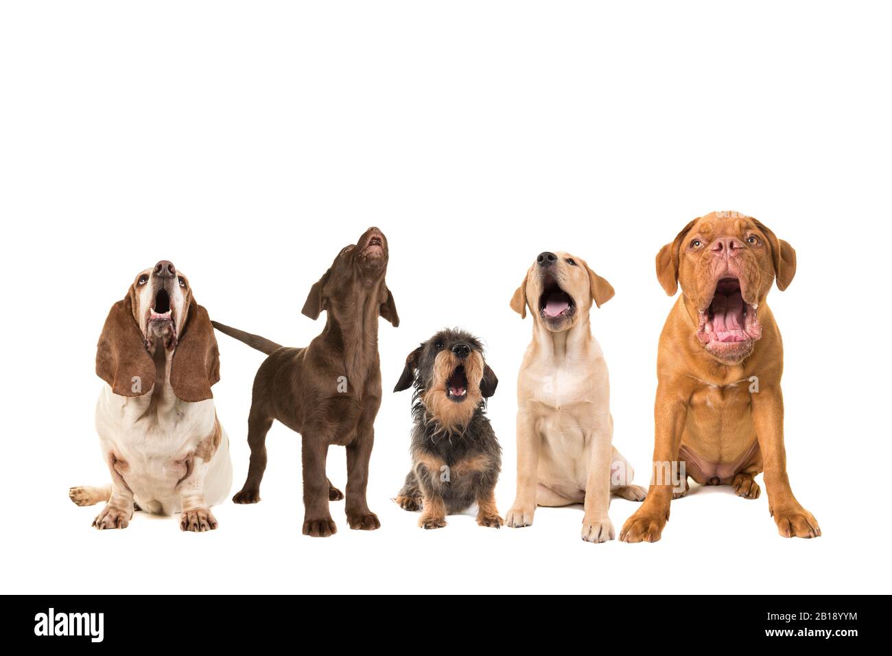 Group of dogs with various breeds looking up singing on a white background with the text Happy Birthday to you Stock Photo