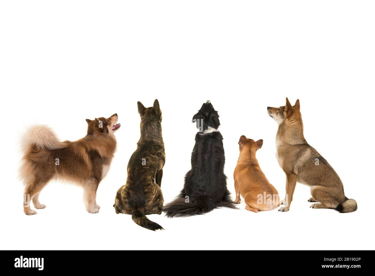 Various breeds of dogs looking up seen at the back side isolated on a white background Stock Photo