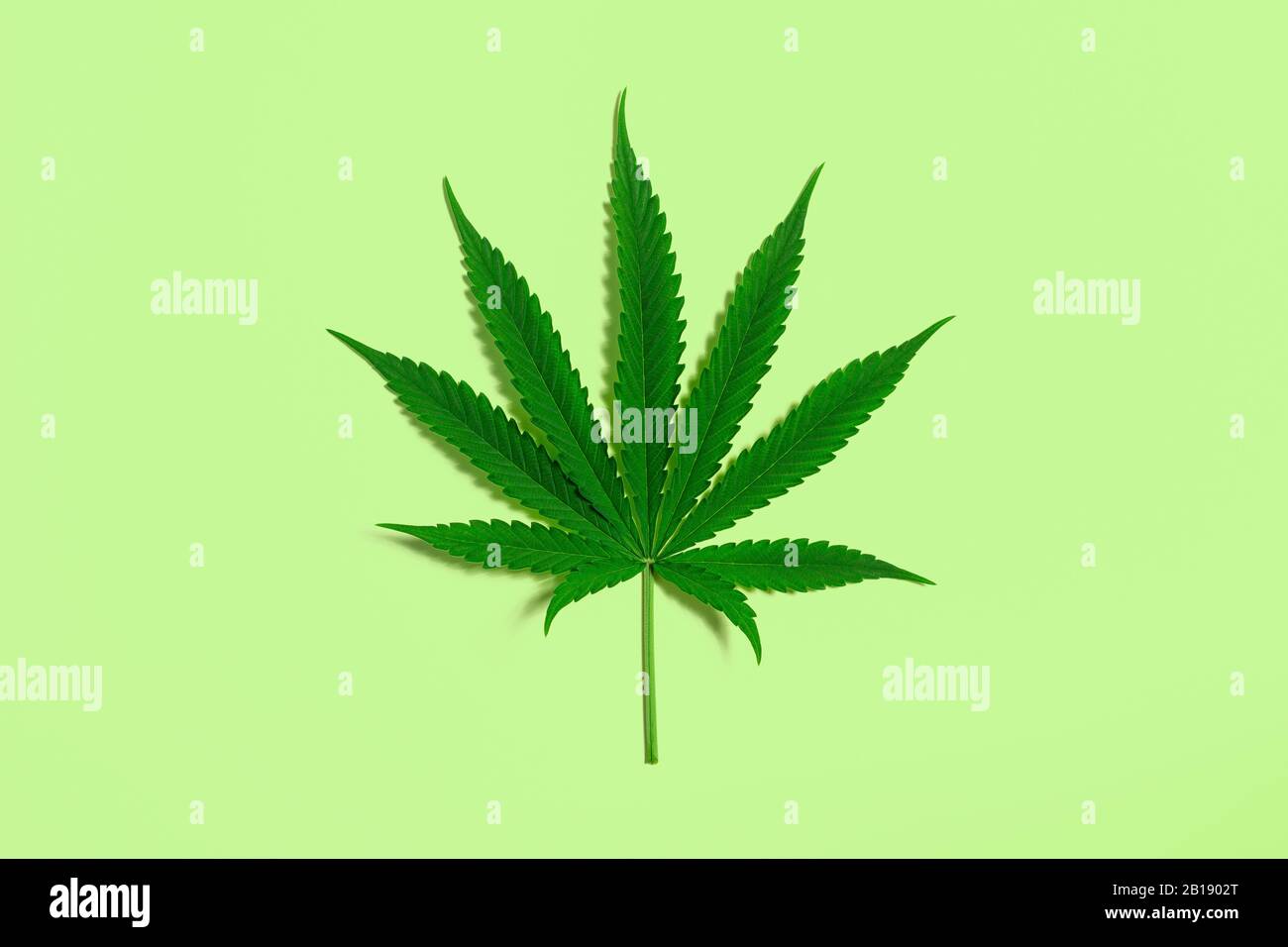 Single Green Cannabis Leaf from Medical Marijuana or Hemp Plant on Lime