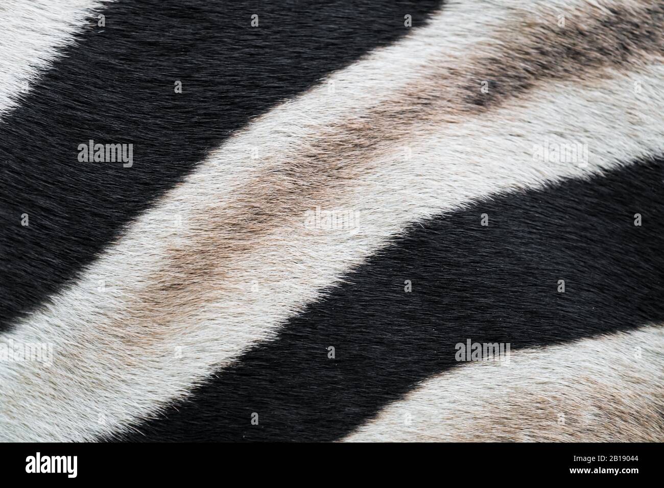 closeup, macro of zebra skin, fur showing black and white stripes and details of pattern concept abstract animal nature of wildlife in Africa Stock Photo