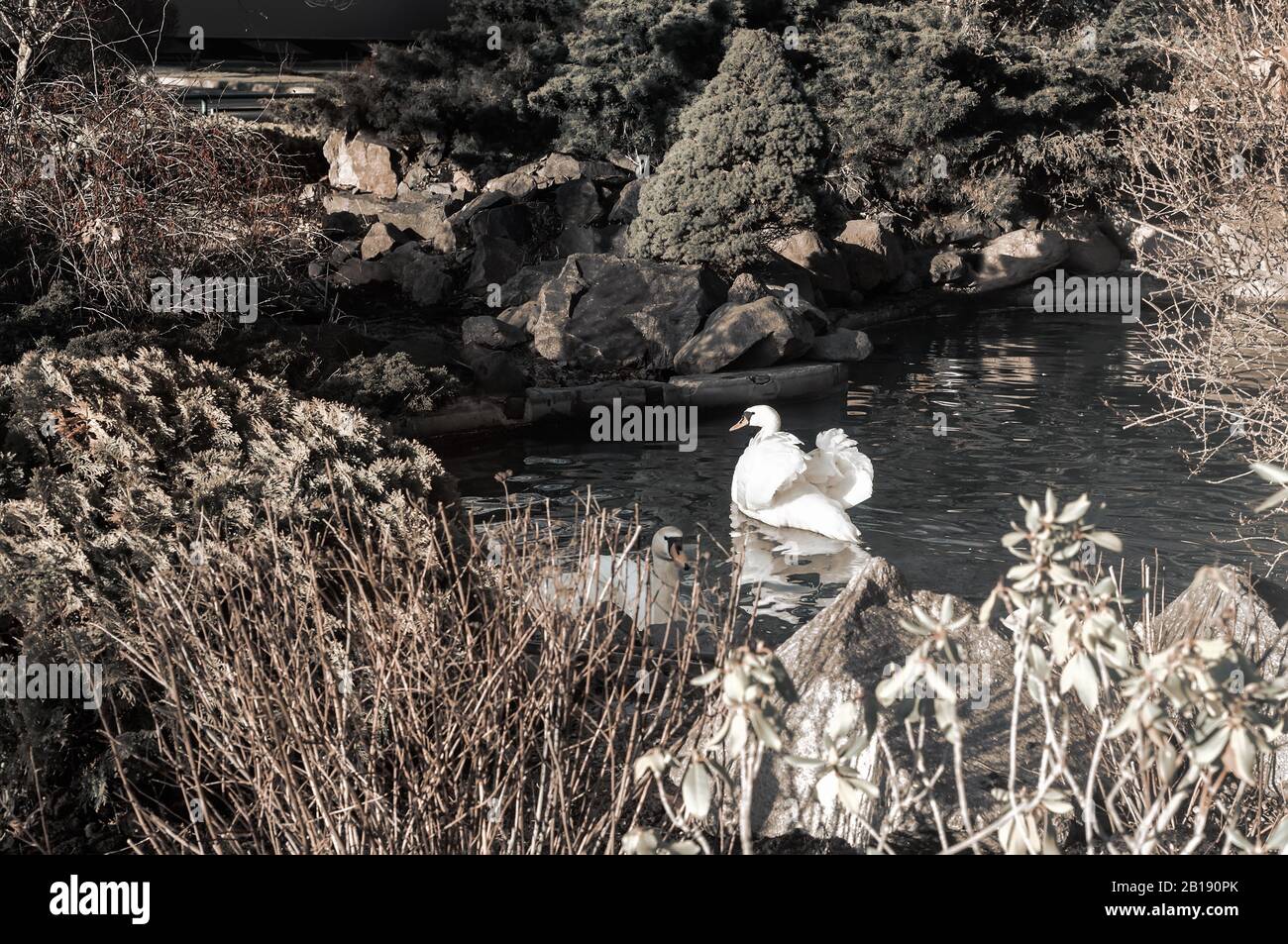 Lonely white Swan on the lake shore Stock Photo Alamy