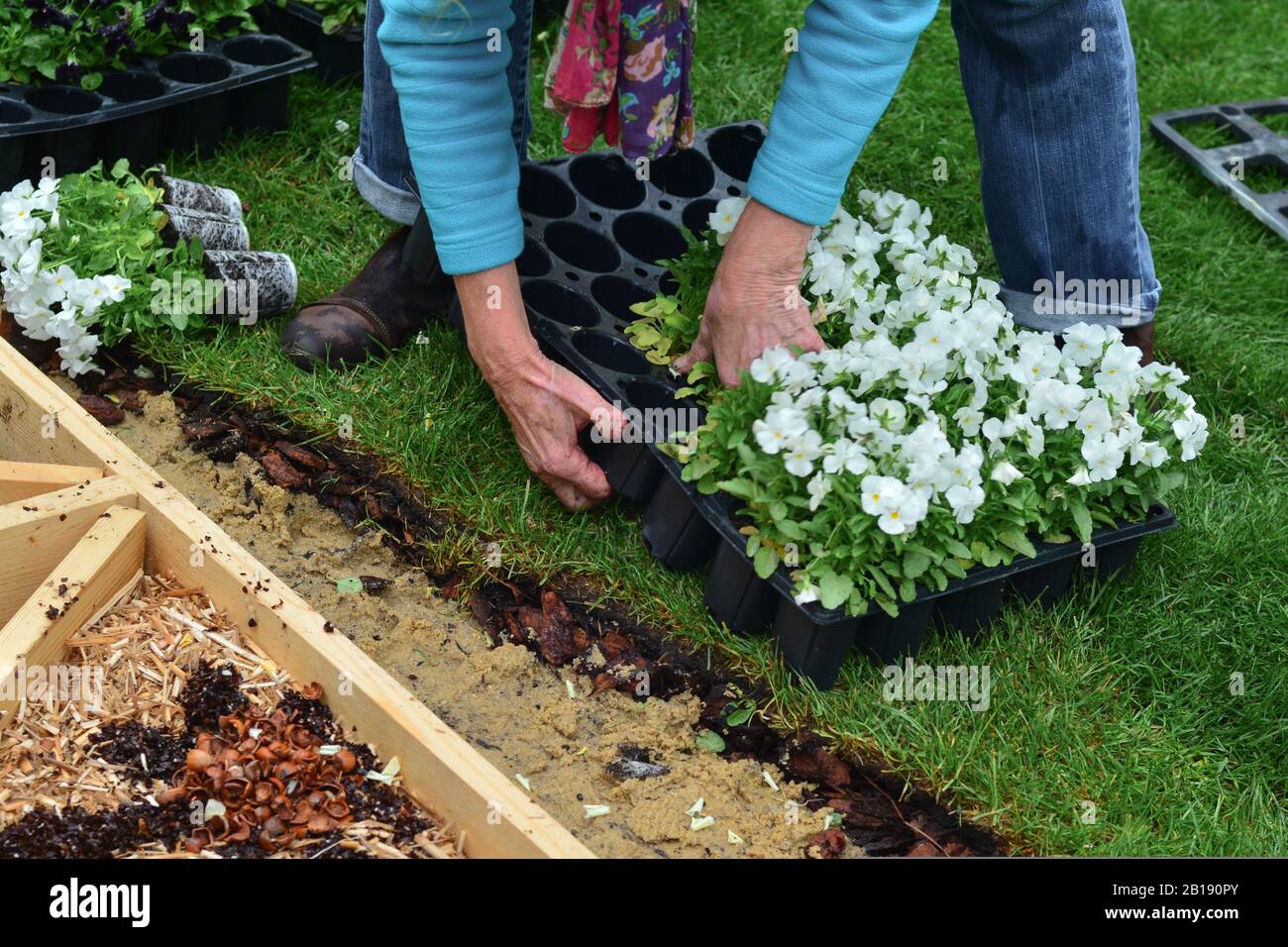 Elderly woman plants flowers in the garden an autumn Stock Photo - Alamy