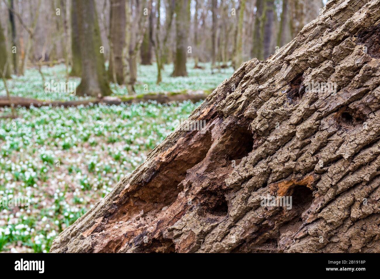 Fallen oak tree trunk rotten with holes of wood beetles at Tozike