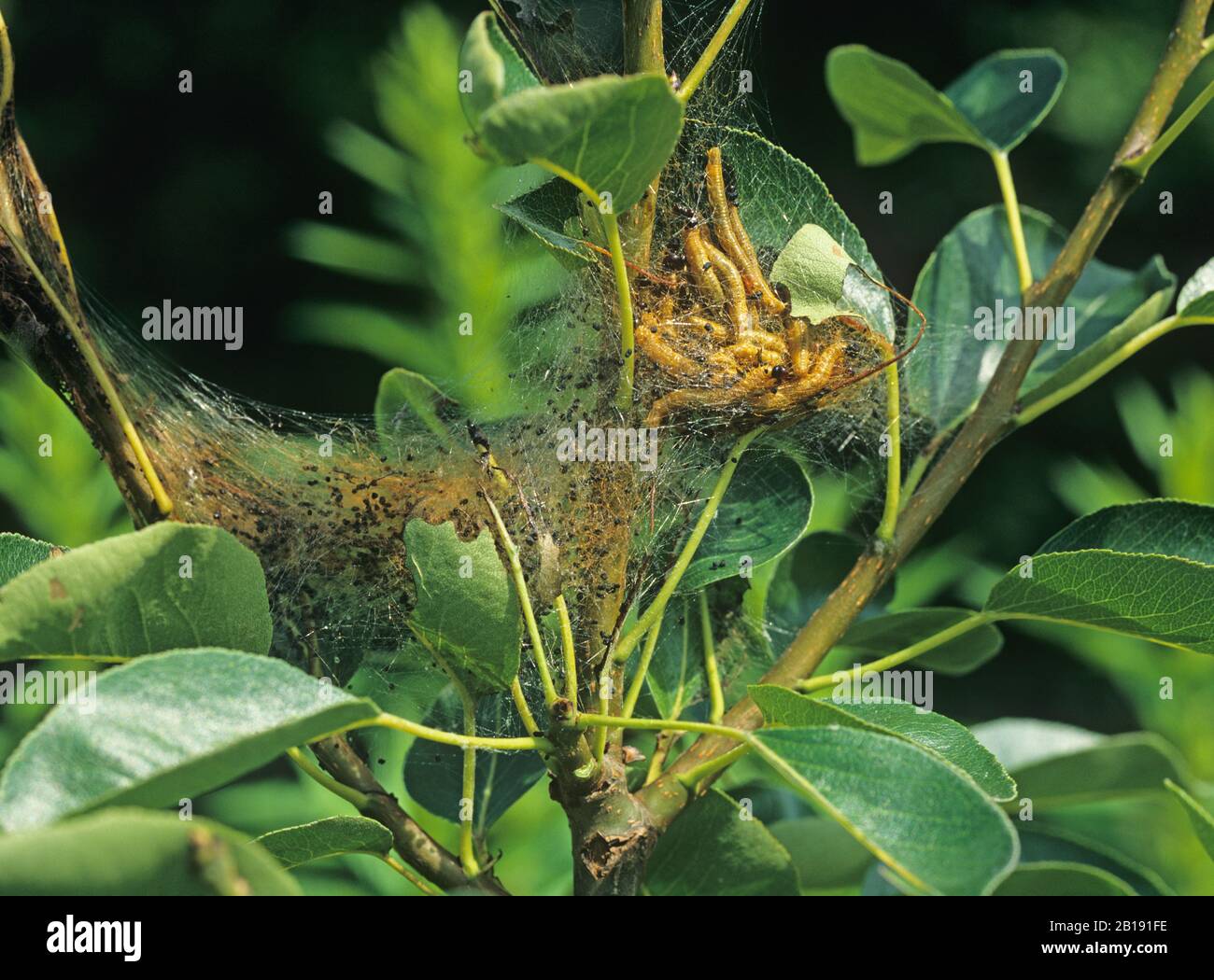 Social pear sawfly (Neurotoma saltuum) gregarious larvae caterpillars on web tent with damaged leaves on a pear tree Stock Photo