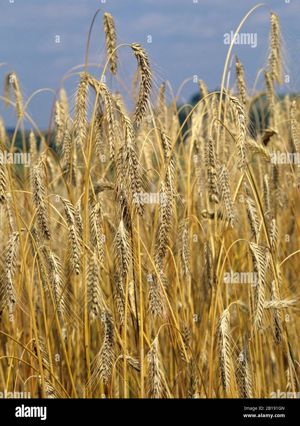 Ripe Rye Color Tall, ripe, golden crop of rye (Secale cereale) variety Animo on fine ...