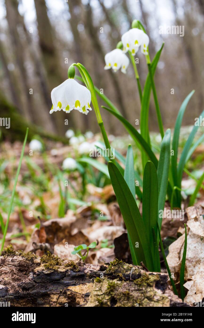 Leucojum Vernum Close Up At Tozike Tanosveny Spring Snowflake Trail Ferto Hansag National Park Csafordjanosfa Hungary Stock Photo Alamy