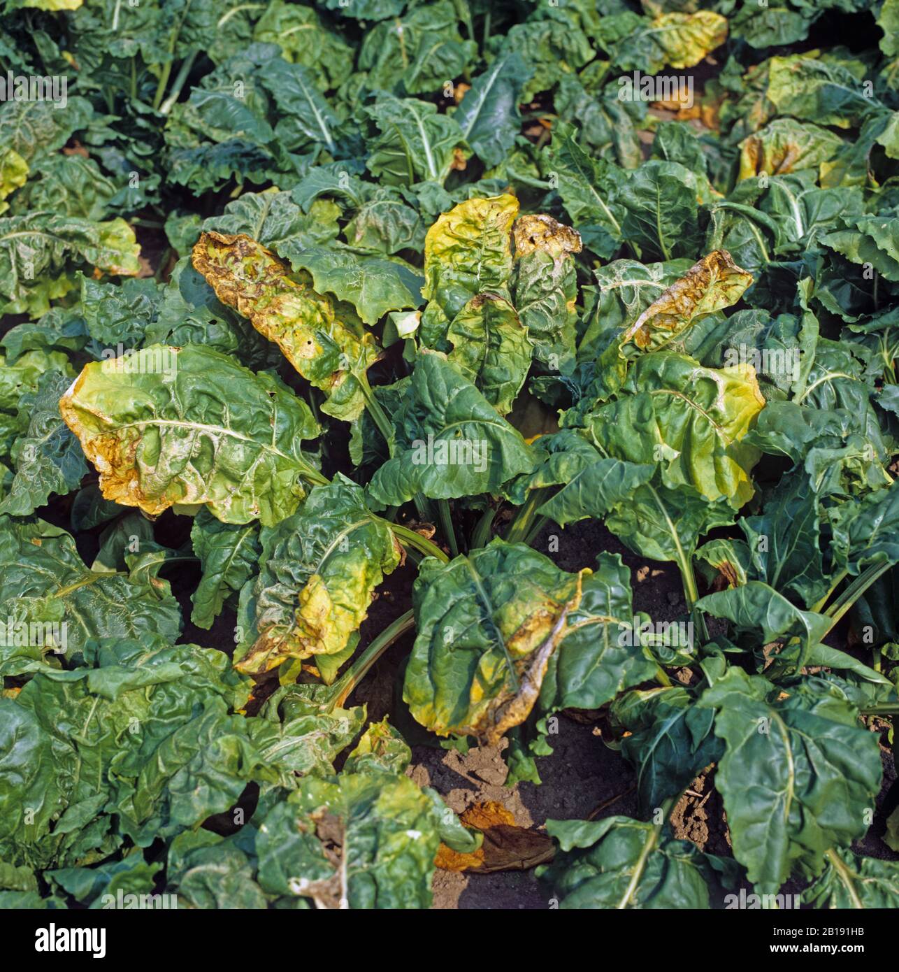 Beet mild yellowing virus hires stock photography and images Alamy
