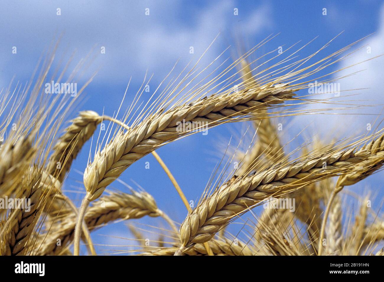 Ripe ear of triticale (Triticum x Secale), variety Salvo, against blue sky & clouds, Wilshire, August Stock Photo