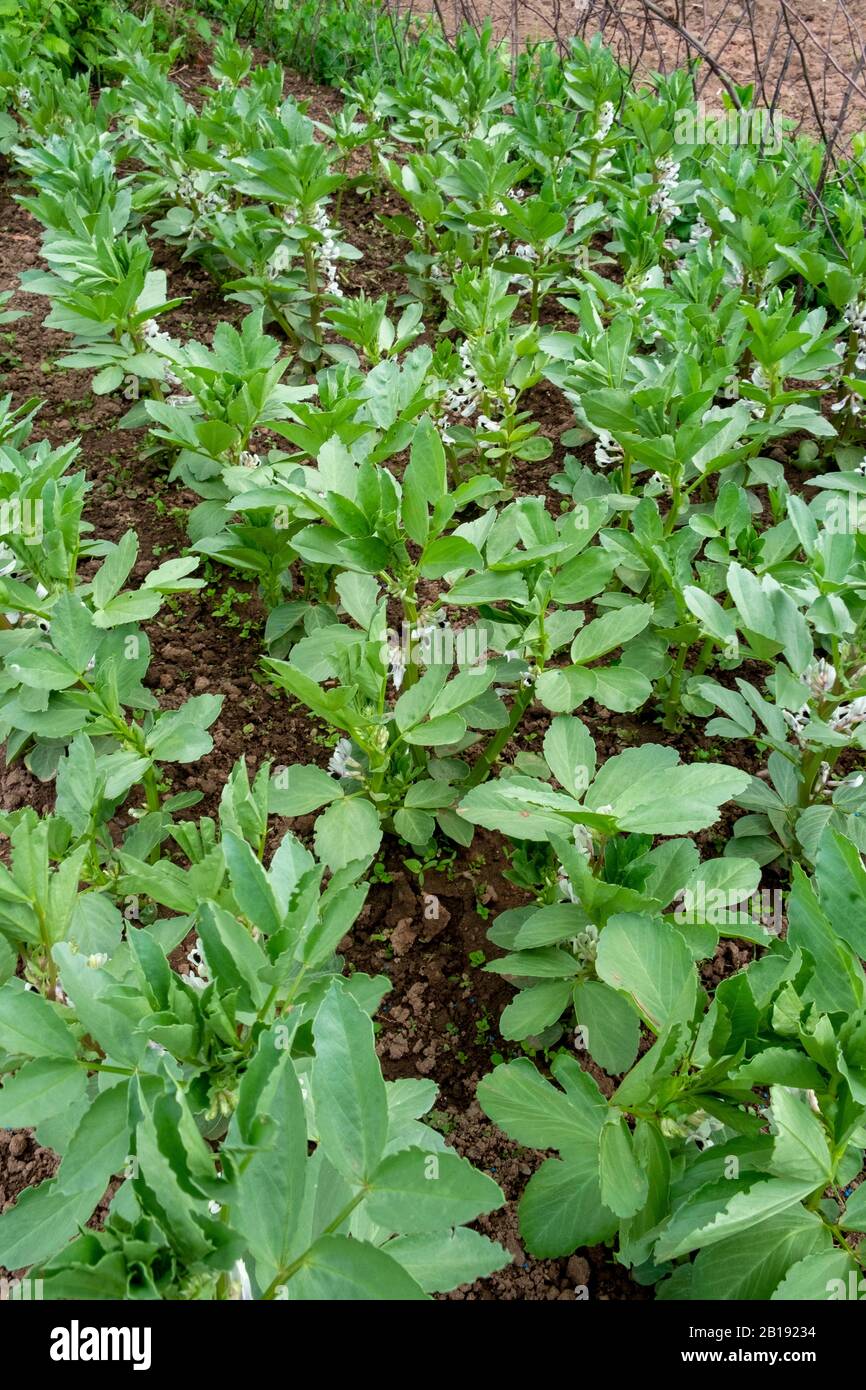 Broad bean plants growing on, the leaf edges eaten by pests Stock Photo Alamy