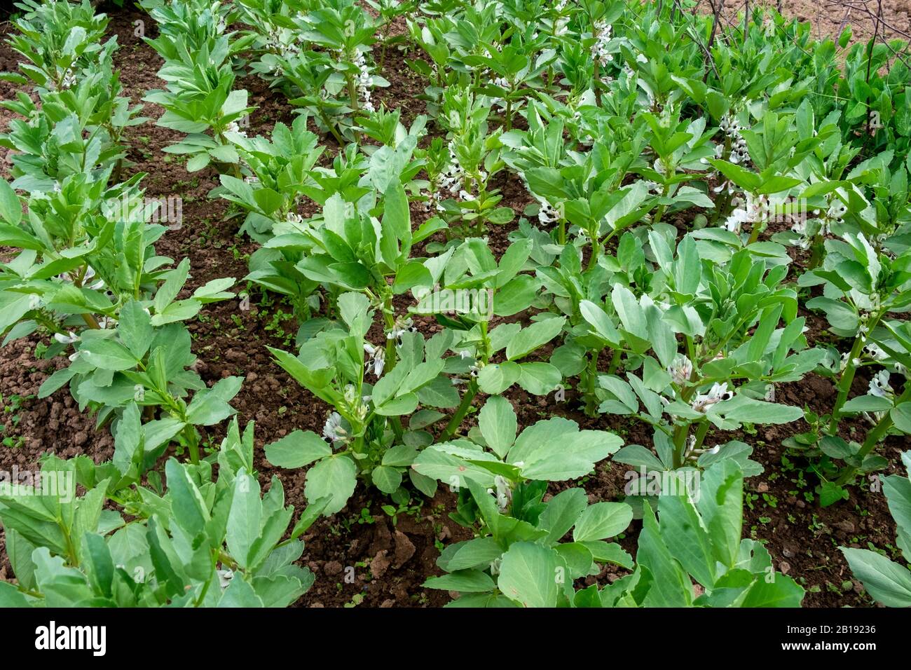 Broad bean plants growing on, the leaf edges eaten by pests Stock Photo Alamy