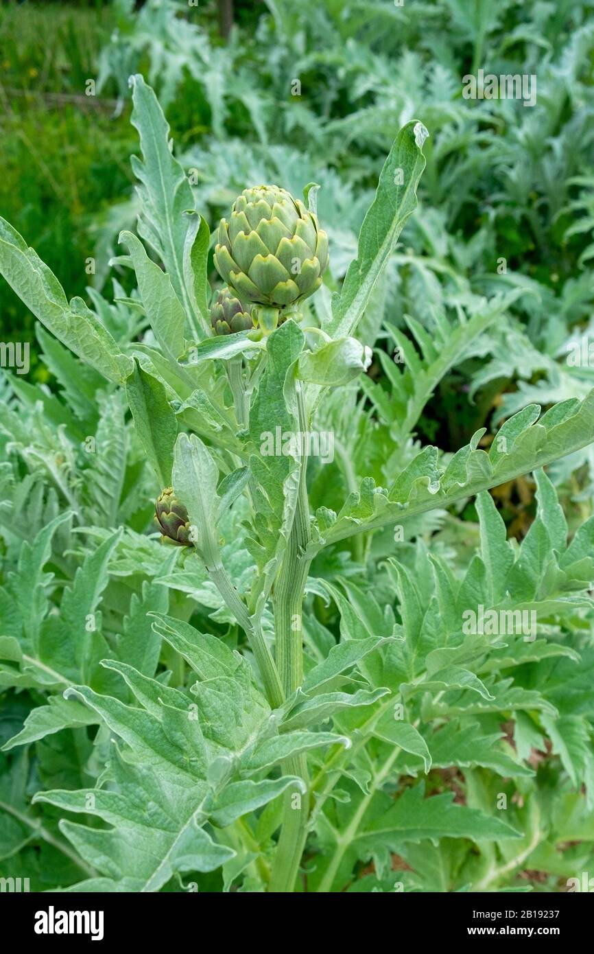 Globe artichoke plants growing in an allotment plot Stock Photo Alamy