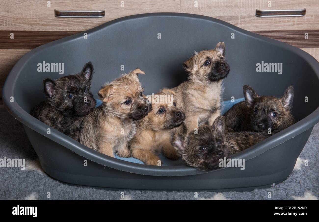Six Cairn Terrier puppies dogs kennel in dog bed Stock Photo