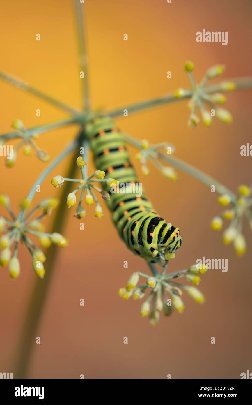 Old World Swallowtail caterpillar on fennel food plant (Papilio machaon