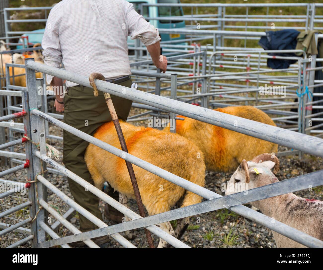 Sheep handler farmer astride sheep at the North Harris Agricultural Show, Tarbert, Isle of Harris, Outer Hebrides, Scotland Stock Photo
