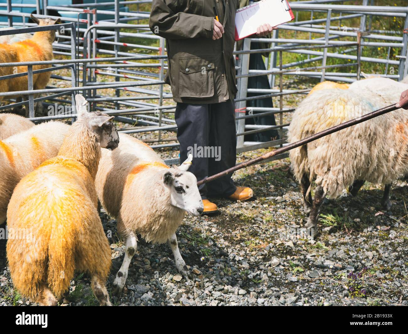 Sheep judging at North Harris Agricultural Show, Tarbert, Isle of Harris, Outer Hebrides, Scotland Stock Photo