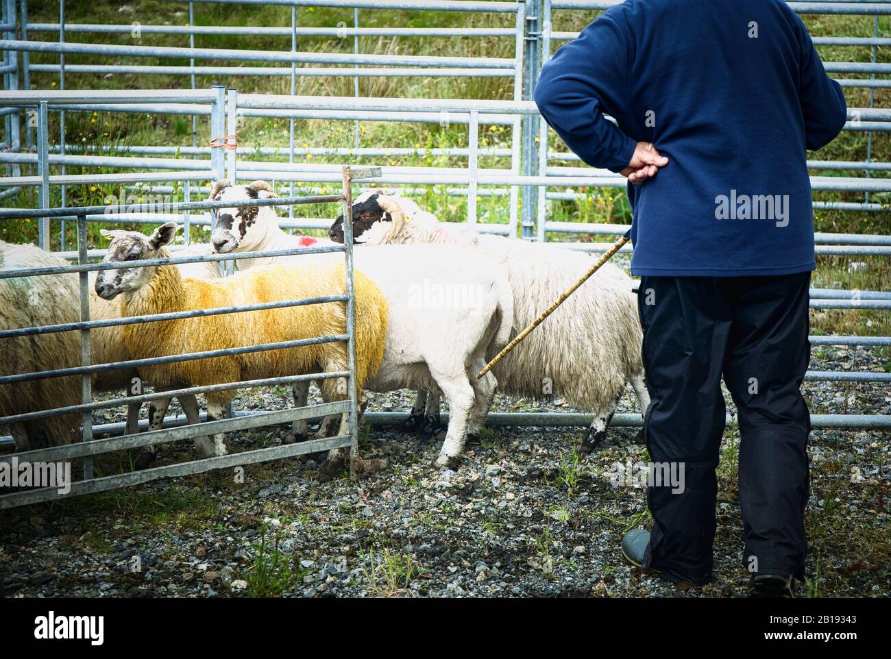 Judge with stick judging sheep at North Harris Agricultural Show, Tarbert, Isle of Harris, Outer Hebrides, Scotland Stock Photo