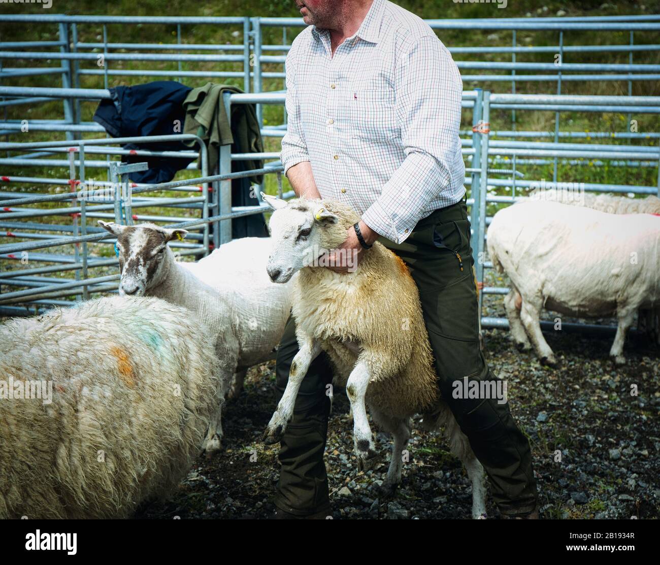 Sheep handler farmer astride sheep at North Harris Agricultural Show 2019, Tarbert, Isle of Harris, Outer Hebrides, Scotland Stock Photo