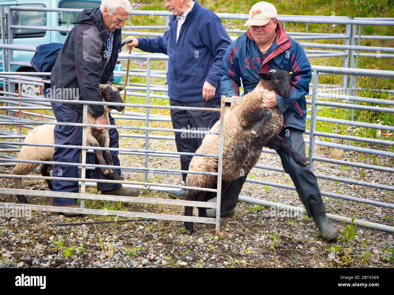 Sheep handlers farmers holding sheep during judging at North Harris Agricultural Show 2019, Tarbert, Isle of Harris, Outer Hebrides, Scotland Stock Photo