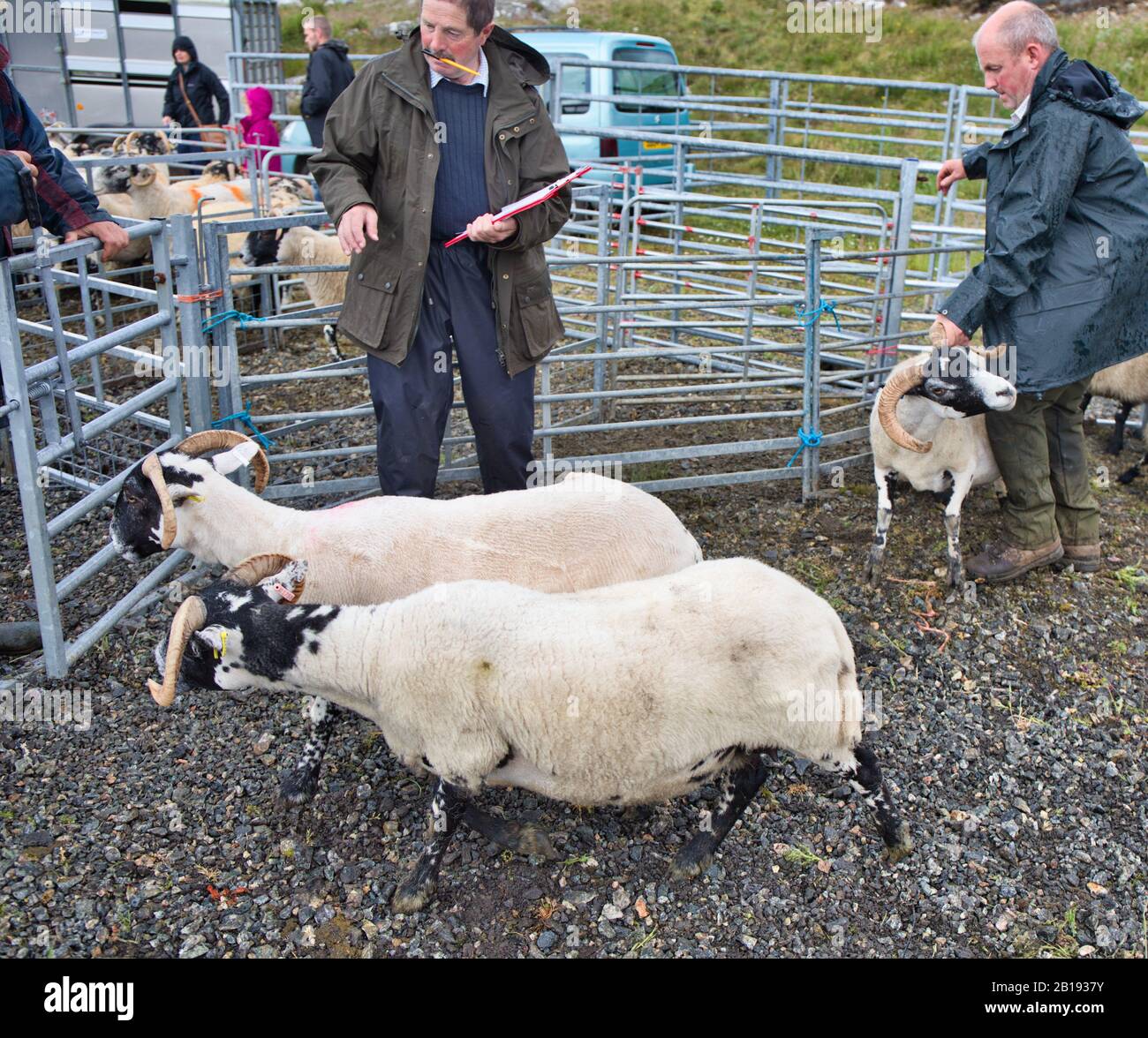 Judge judging sheep at the North Harris Agricultural Show 2019, Tarbert, Isle of Harris, Outer Hebrides, Scotland Stock Photo