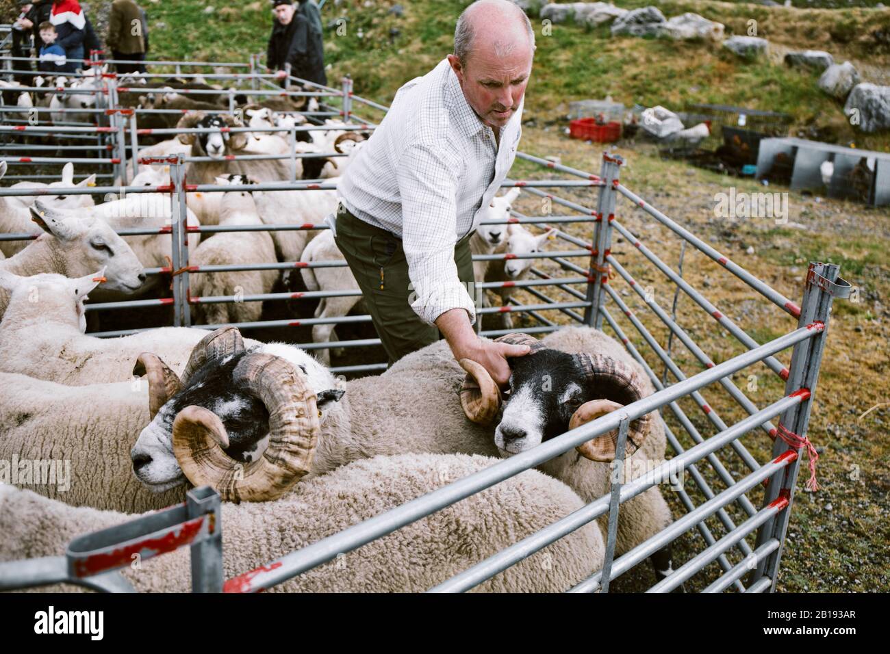 Sheep handler farmer grabbing sheep by horns in pen at North Harris Agricultural Show 2019, Tarbert, Isle of Harris, Outer Hebrides, Scotland Stock Photo