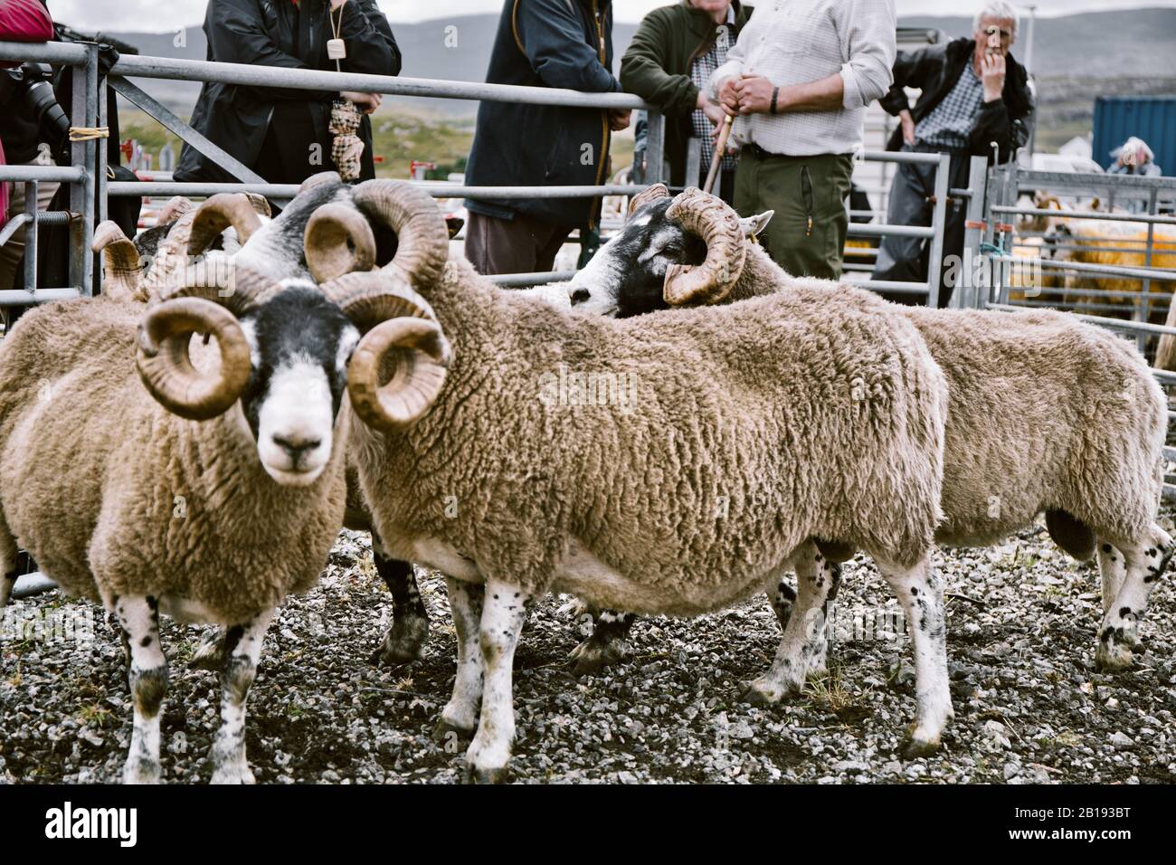 Sheep in judging area at North Harris Agricultural Show, Tarbert, Isle of Harris, Outer Hebrides, Scotland Stock Photo