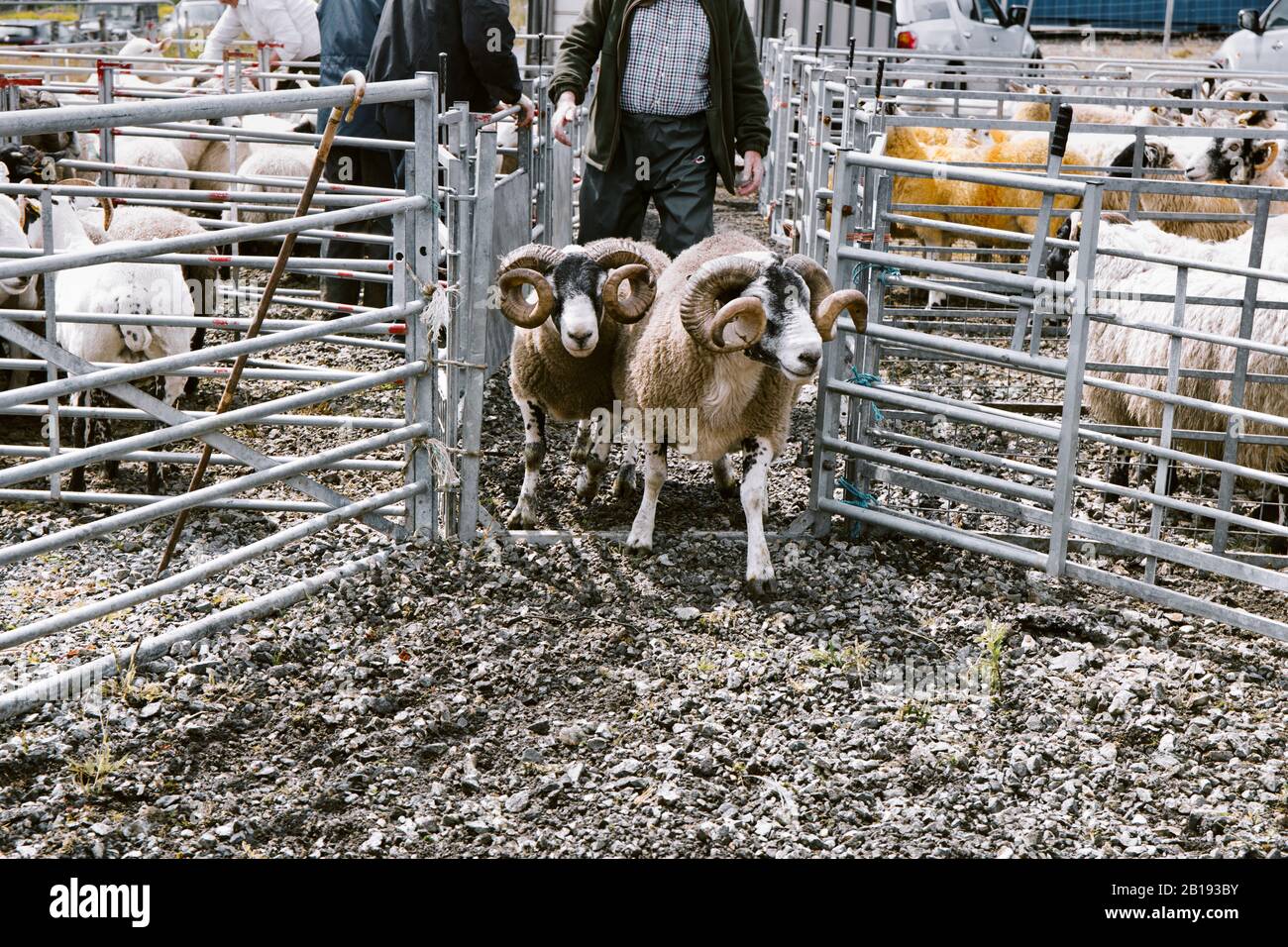 Sheep entering the judging area at North Harris Agricultural Show 2019, Tarbert, Isle of Harris, Outer Hebrides, Scotland Stock Photo