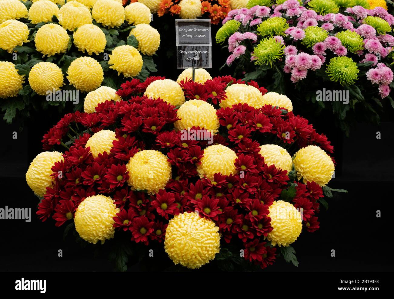 chrysanthemum flowers at a  flower show Stock Photo