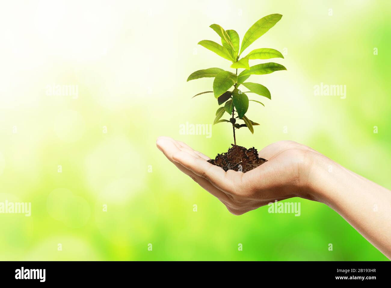 Growing Plant In Hand