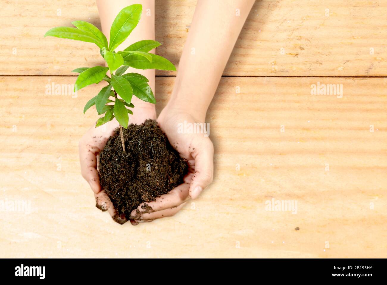 Human hands holding soil with growing plants above it with wooden table ...