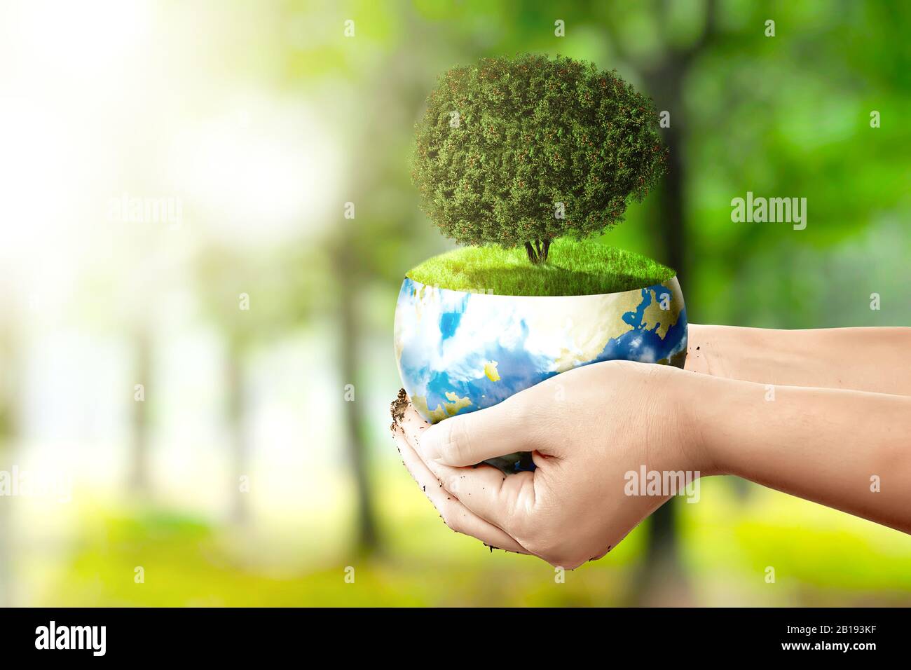 Human hands holding the earth with a growing tree above it in the park ...
