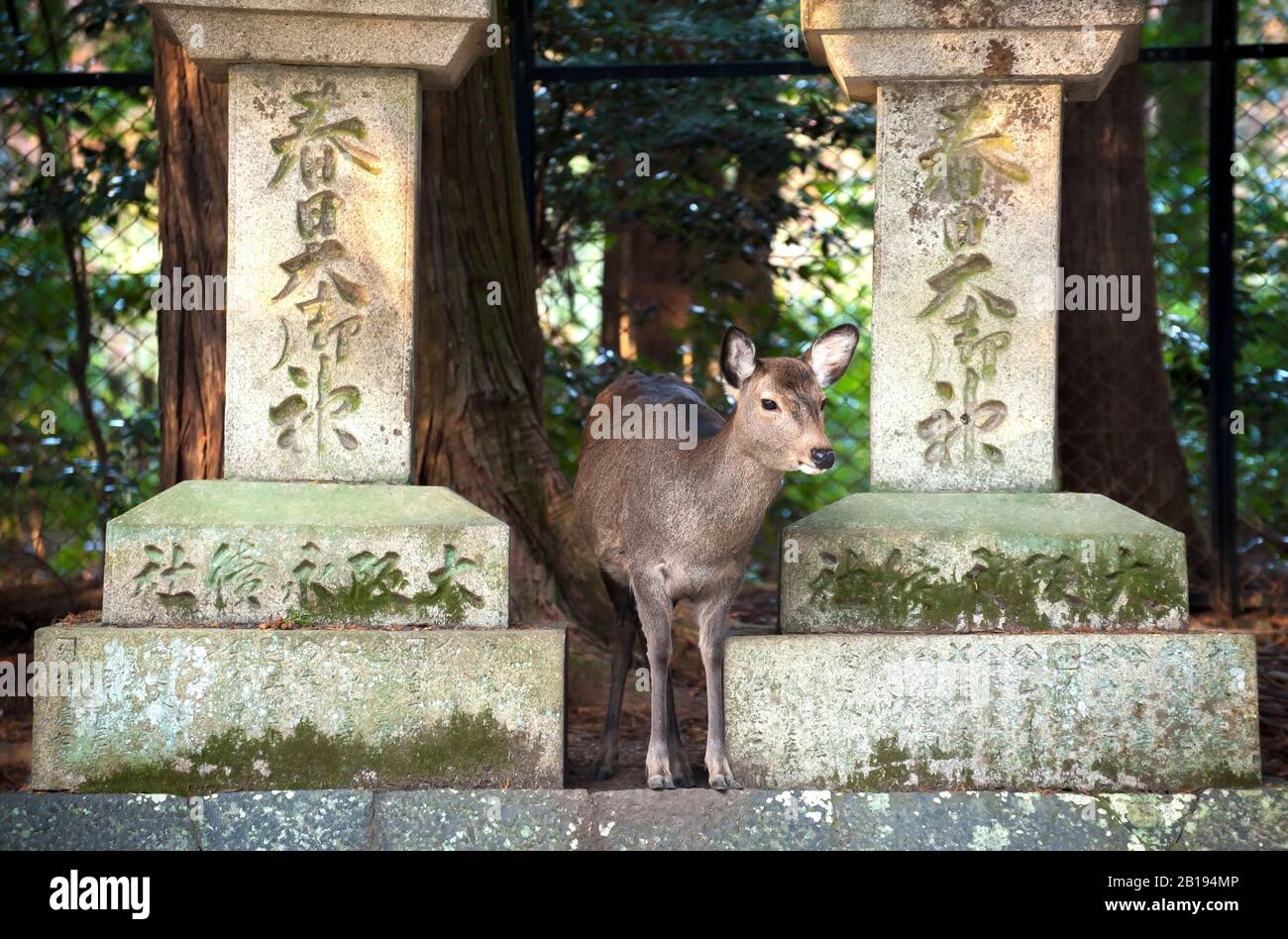Wild deer standing between two stone lanterns at the Kasuga Taisha Shrine,  Nara Park, Japan Stock Photo