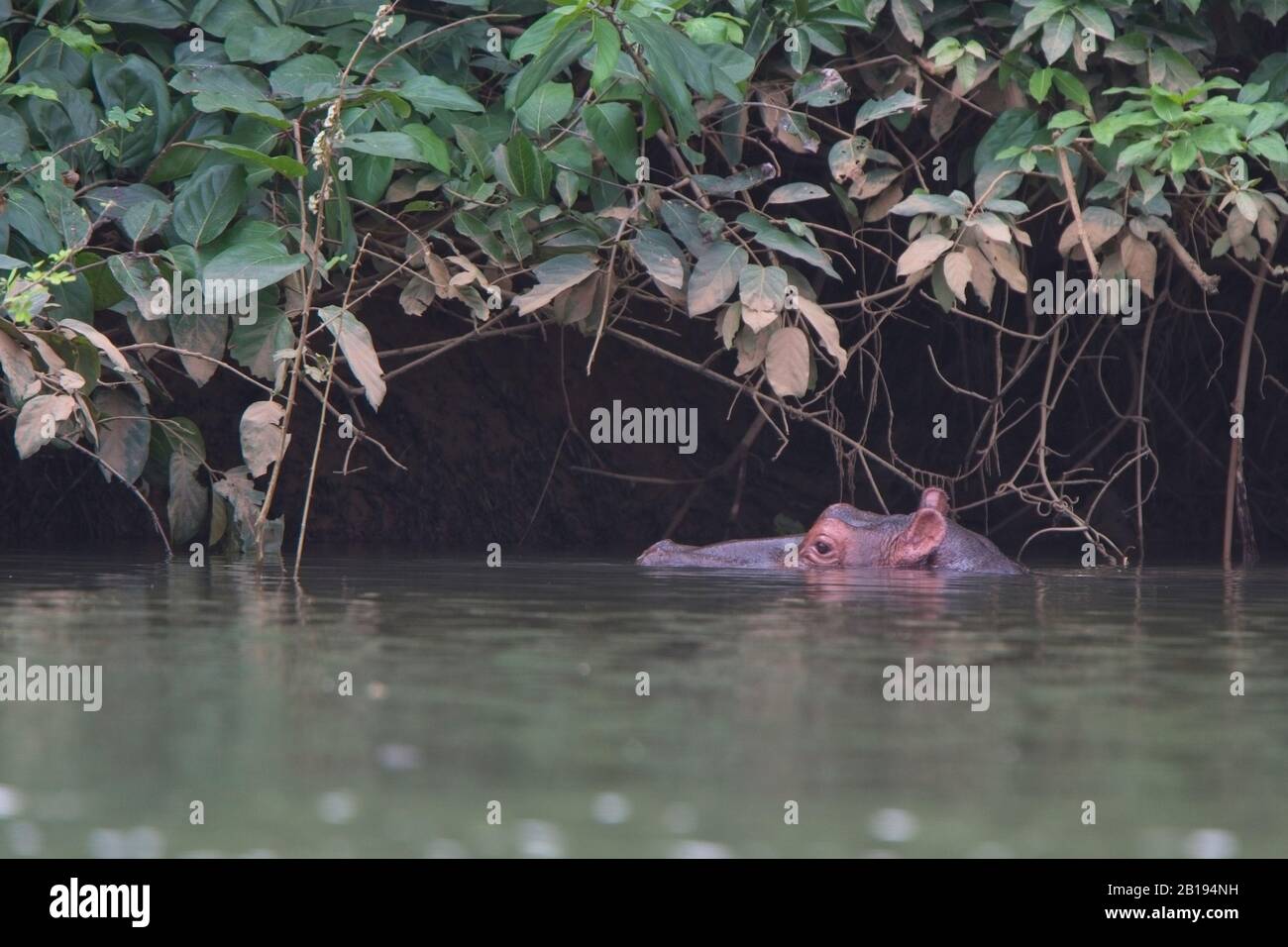 Hippopotamus (Hippopotamus amphibius) in the River Gambia near Georgetown, Gambia. Stock Photo