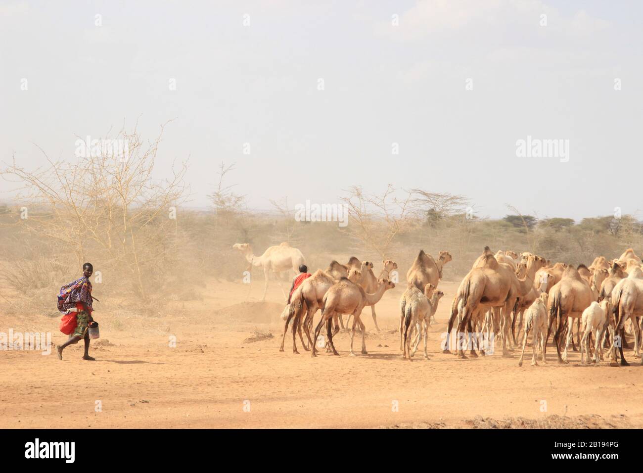 Marsabit, Kenya - January 16, 2015: African woman shepherd from the Samburu tribe (a related Masai tribe) in the national costume shepherds a flock of Stock Photo